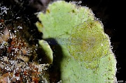 Cyerce elegans Cyerce elegante socoglossa-Udotea flabellum Safaga Coral Beach-15m-20171123nuit-Denis-ADER-DSC_3694_tn